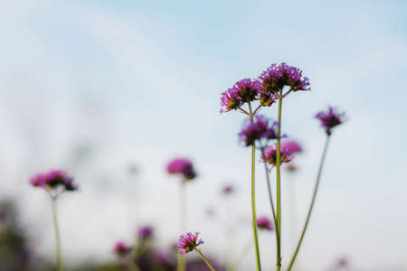 Purple flowers with beauty at blue sky.の写真素材