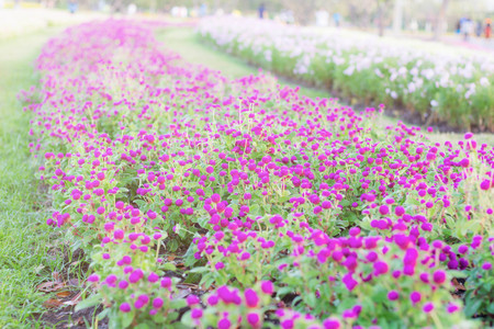 Beautiful purple flowers on the plantations.の写真素材