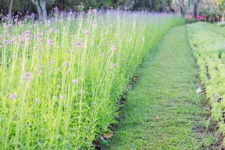 Purple flowers on plots planted with colorful in the garden.の写真素材