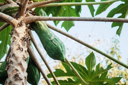 Raw of papaya on tree at sky.の写真素材