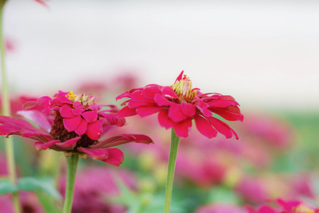 Red flowers with natural of beauty in the garden.の写真素材