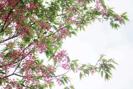 Sakura with green leaves on the sky.の写真素材