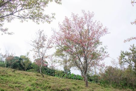 Tree sakura and grass on the hill.の写真素材