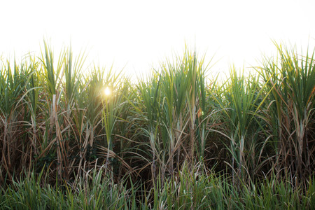 Sugar cane plantation and grass with sunrise.の写真素材