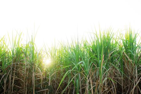 Sugar cane plantation with the sunlight.の写真素材