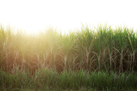 Sugar cane plantation with the sunset.の写真素材