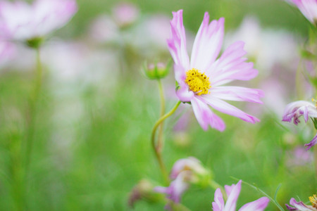 The beauty of pink cosmos flowers in garden.の写真素材
