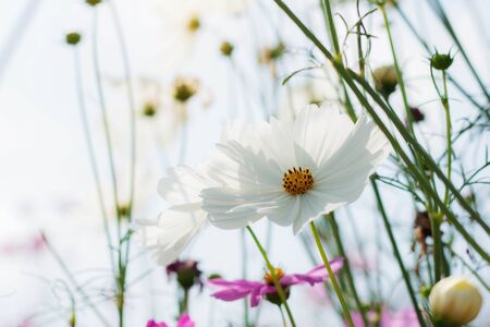White cosmos flowers with the sky.の写真素材