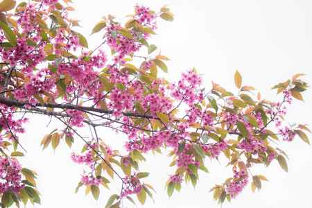 Beautiful of pink sakura with the sky.の写真素材
