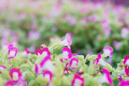 Beautiful purple flowers in the garden.の写真素材