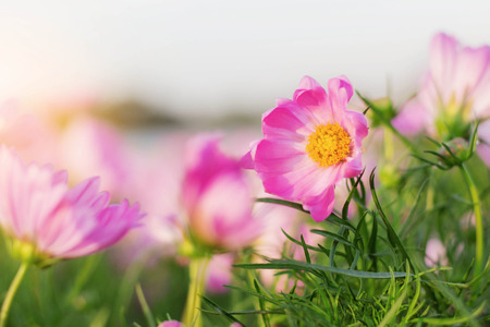Beauty of pink cosmos with nature at sunrise.の写真素材