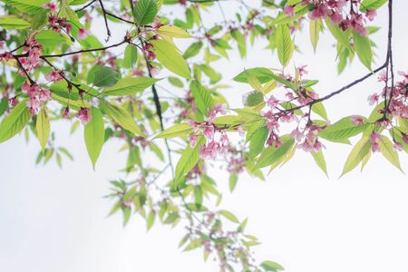 Branches and blooms sakura on the sky.