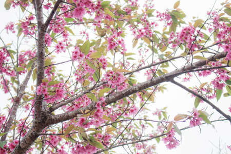 Colorful of pink sakura with the sky.の写真素材