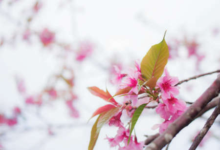 Colorful of sakura with the sky.の写真素材