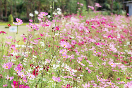 Cosmos flowers are drying on plots in the garden.の写真素材