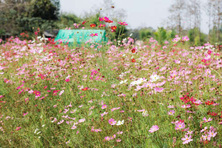 Flower in garden with beautiful colors.の写真素材