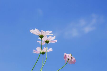 Cosmos flowers are drying with the blue sky.の写真素材