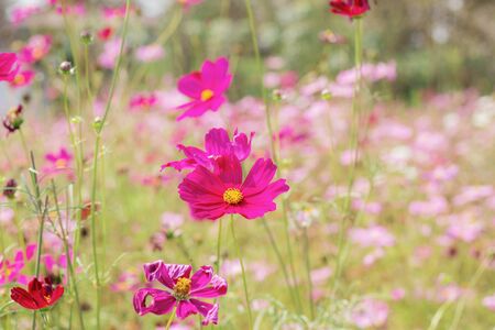 Cosmos flower with colorful in garden.の写真素材