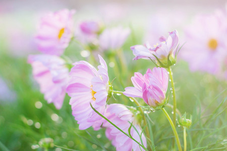 Pink Cosmos with refreshing and morning sunshine.の写真素材