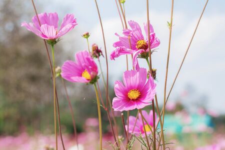 Pink cosmos flower is drying with sky.の写真素材