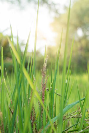 Green rice with freshness of nature at countryside.の写真素材