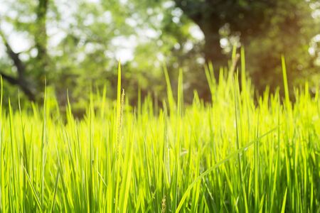 Green rice leaves with freshness of nature.の写真素材
