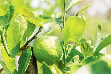 Lemon on tree in the farm with daylight.
