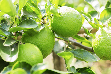 lemons are growing on trees with sunlight.の写真素材