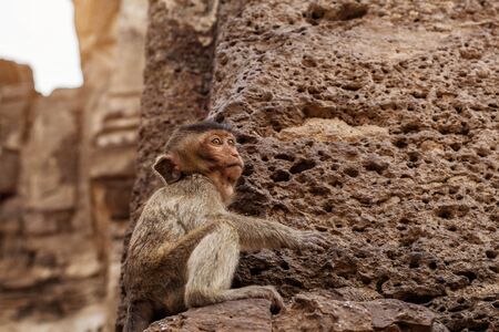 Monkey is sitting on the stone of architecture.の写真素材