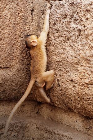 monkeys are playing on stone of architecture.の写真素材