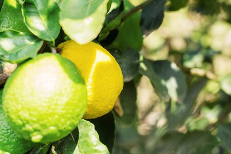 Yellow and green lemons on tree in the farm.の写真素材