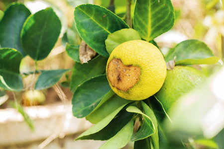 Yellow lemon with stain on the tree.の写真素材