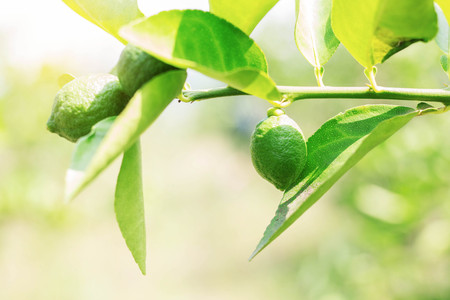 Young lemons are growing on trees with light shining.の写真素材