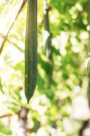 Zucchini with nature in the field.の写真素材