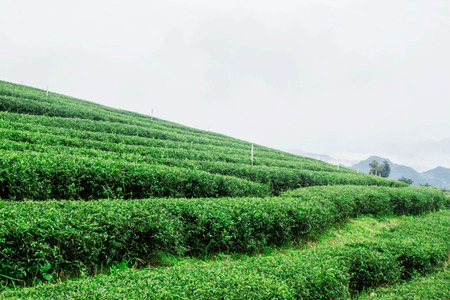 Tea plantation with refreshing view of white sky.の写真素材
