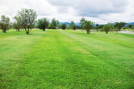 Tree on a green lawn in the garden.の写真素材