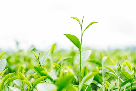 Growing young tea leaves on a white background.の写真素材