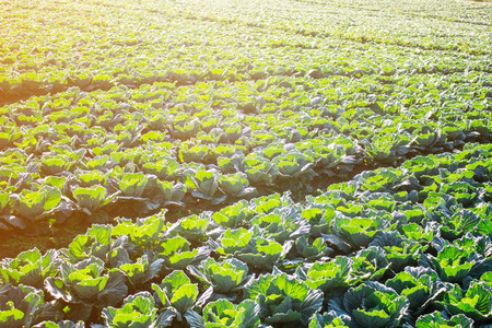 Planted cabbage in the mountains with morning sun.の写真素材