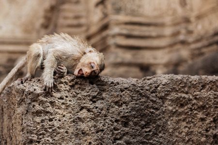Baby monkey is playing on the brick floor of building.の写真素材