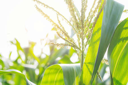 Corn of tree in the plantation with sunlight.の写真素材