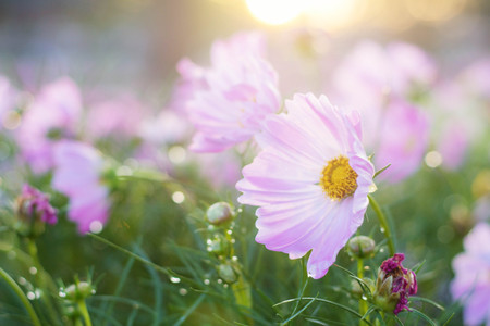 Cosmos with dew and sunrise at morning.の写真素材