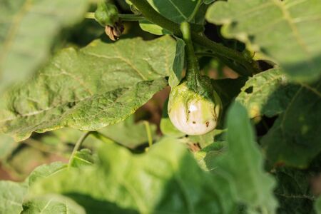 Eggplant on a tree in the farm.の写真素材