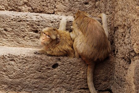 monkey is lying on brick floor of the old building.