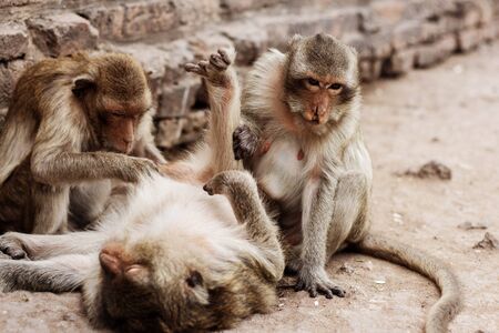 Monkey is playing and lying on the floor.の写真素材
