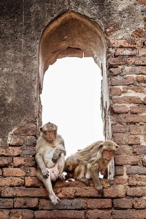 monkeys are sitting on window of brick.の写真素材