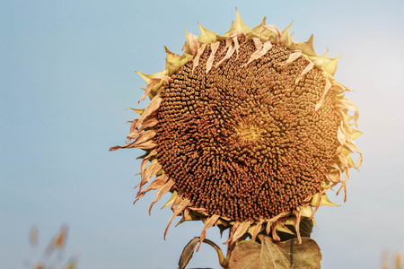 Sunflower dry with beautiful at the sunlight.の写真素材
