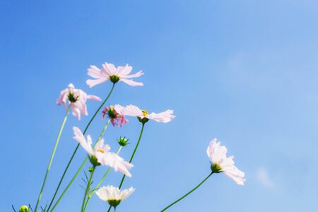 White cosmos on plantation with the blue sky.の写真素材