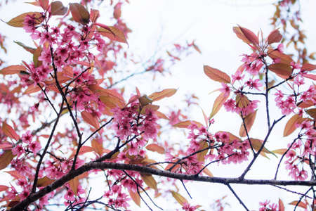 Pink cherry blossoms with the white sky.の写真素材