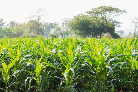 Planting corn in the field with sky at daytime.の写真素材
