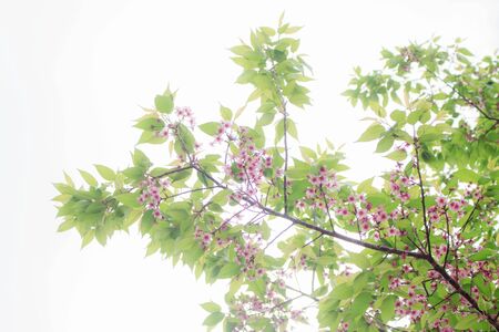 Sakura and green leaves with the sky.の写真素材